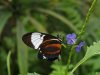 Cydno Longwing - Heliconius Cydno